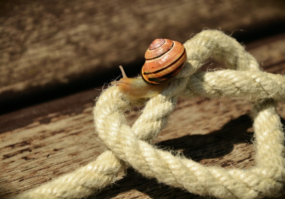 Rip Cord - Aramid Cloth